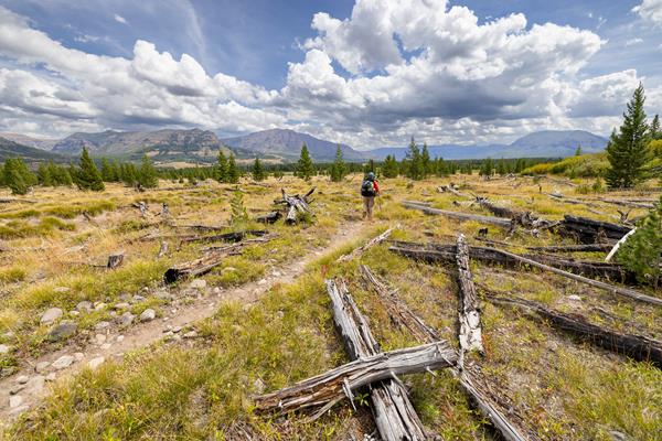 A backpacker walks along a trail through an old fire scar with mountains in the distance.
