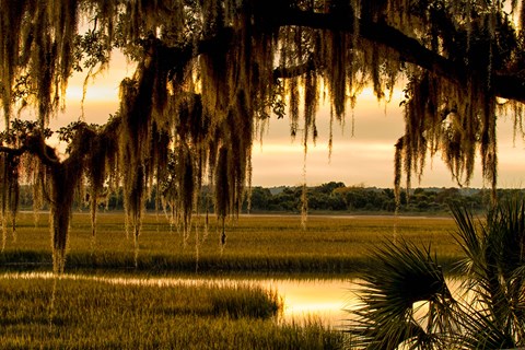 A view of the salt marsh through live oak trees