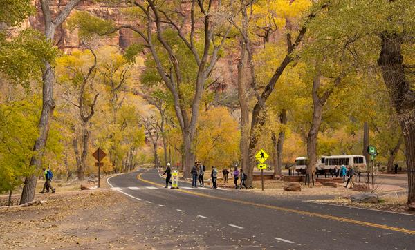 Photo of several people crossing the road in a crosswalk surrounded by trees.