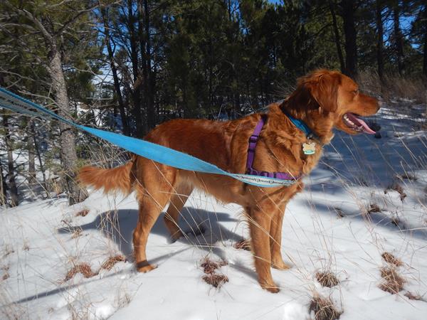 a leashed dog on a trail in winter