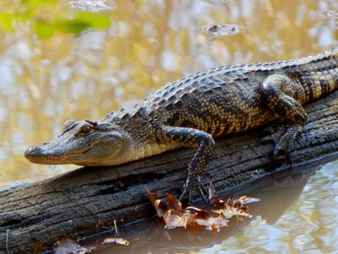 A juvenile alligator resting on a log in a pond.