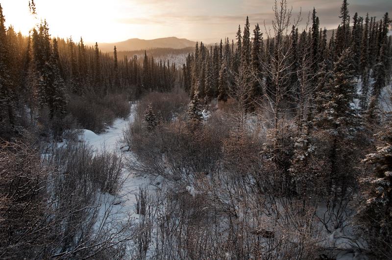Explore Denali's Winter Trails