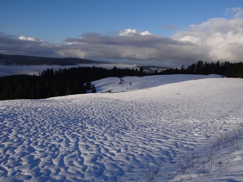 Snow covers open fields and redwoods are in a valley.