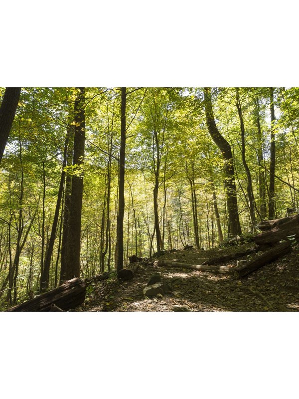 A forest view with tall trees and a leaf-covered green canopy.
