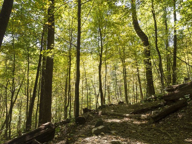 A forest view with tall trees and a leaf-covered green canopy.