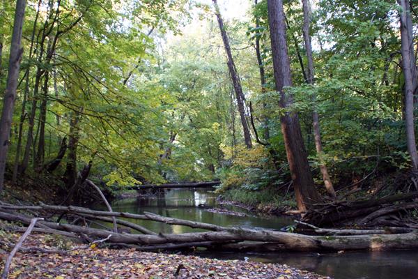 A log lays across the banks of the Little Calumet River.