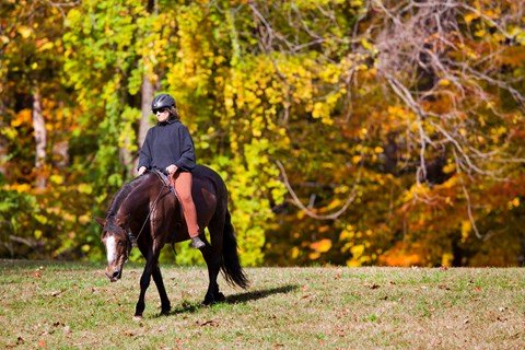 A person on horseback rides in front of trees with orange, yellow and green leaves