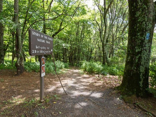 A color photograph of a wooden sign that reads, “Story of the Forest."