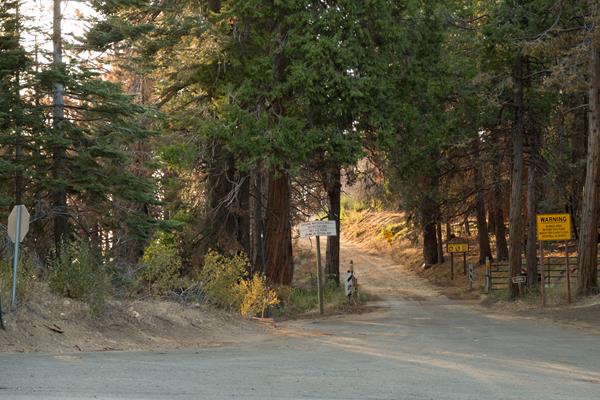 A dirt road cuts between tall trees