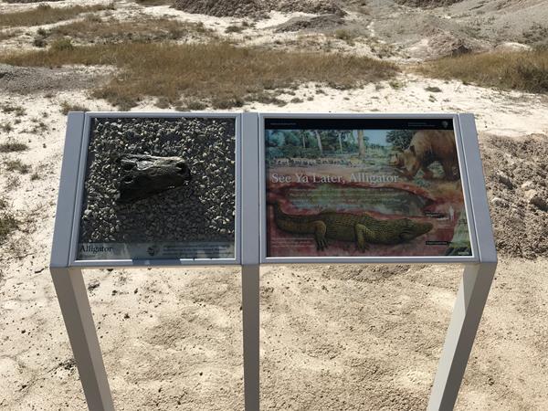 A two-panel exhibit showing illustration of swampy environment and a replica bronze alligator jaw.