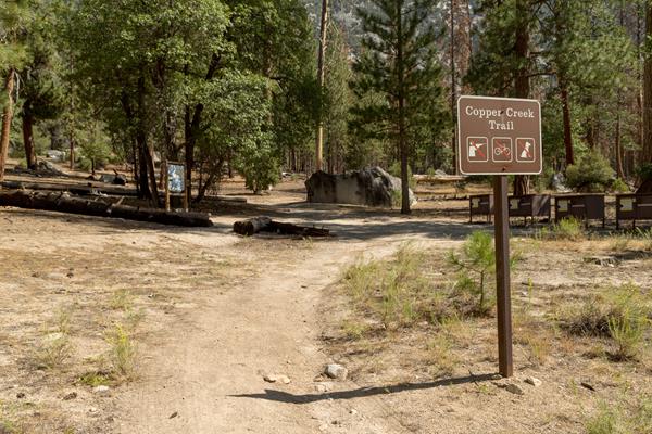 A sunlit dirt trail leads to the shade of tall trees