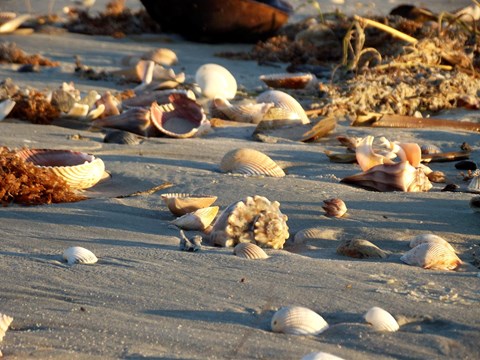 Several varieties of seashells line the beach