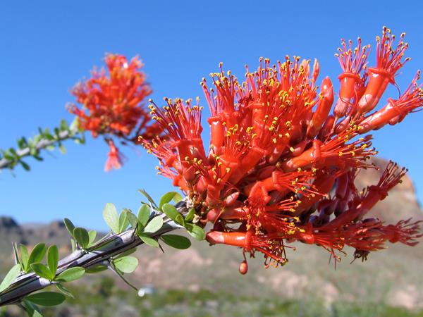 Long, tubular red flowers grow in a cluster at the end of an ocotillo stalk.
