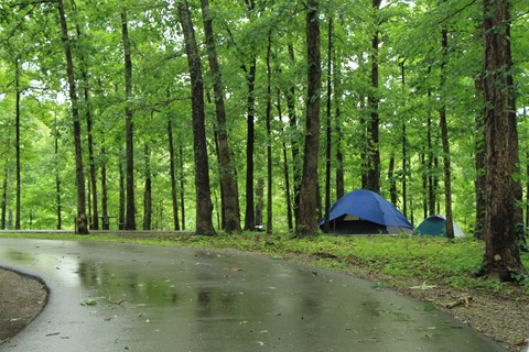 two blue tents are set up surrounded by grass and green leaves of the trees.