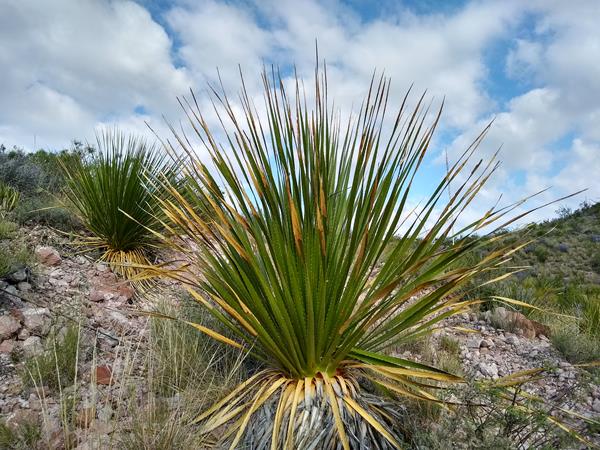 A plant with long, thin leaves that have serrated edges grows on a desert slope.