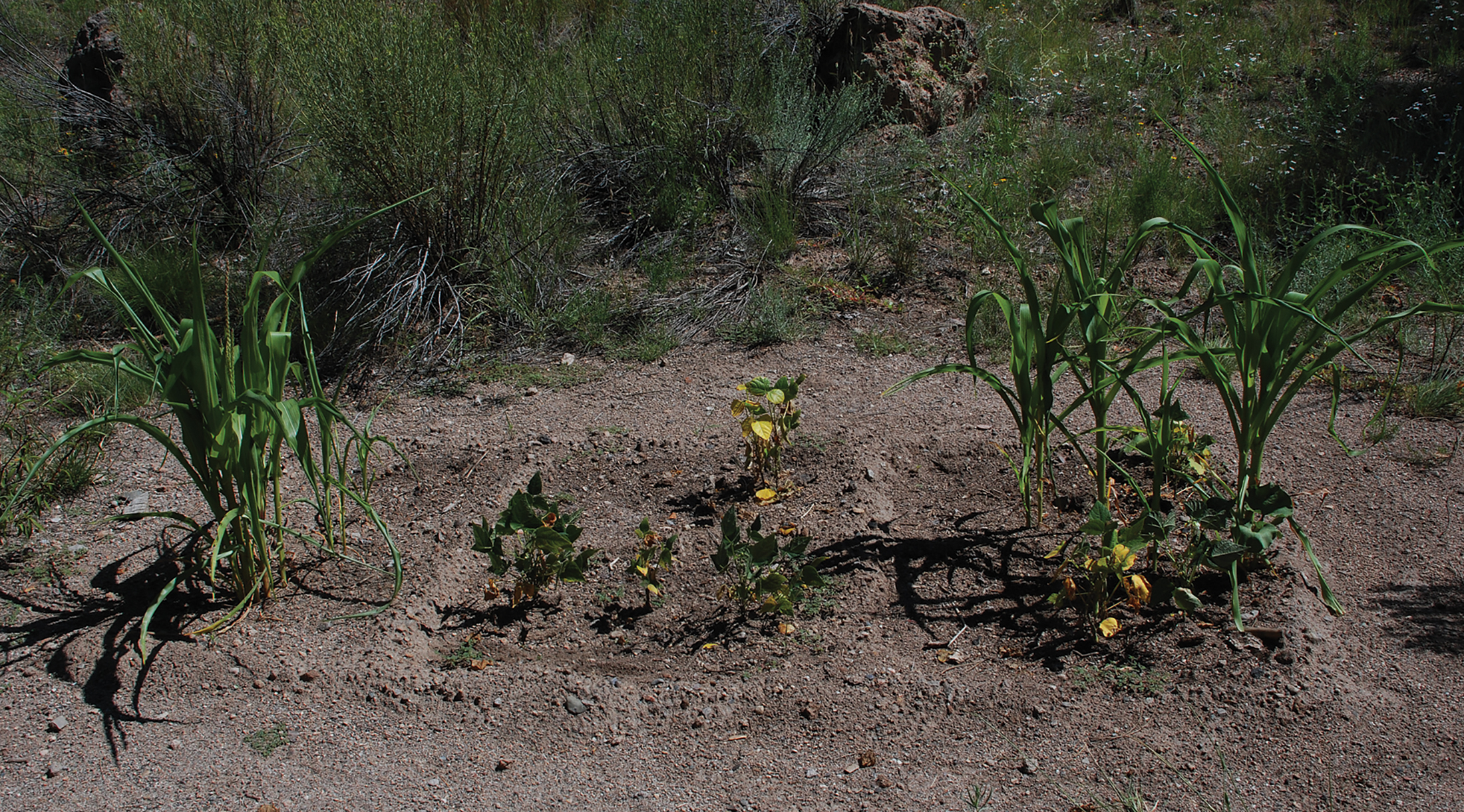 Garden Pueblo Loop Trail Stop 5
