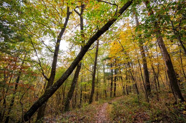 Color photo of a trail leading into a fall-colored forest