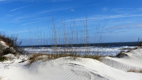 Beach with dune and sea oat vegetation