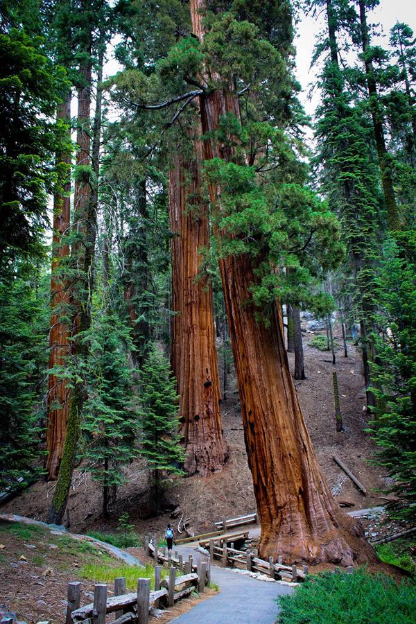 A hiker travels along a park trail. Image by Tuan Nguyen.