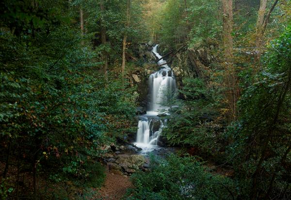 A waterfall is surrounded by a dense, green forest.