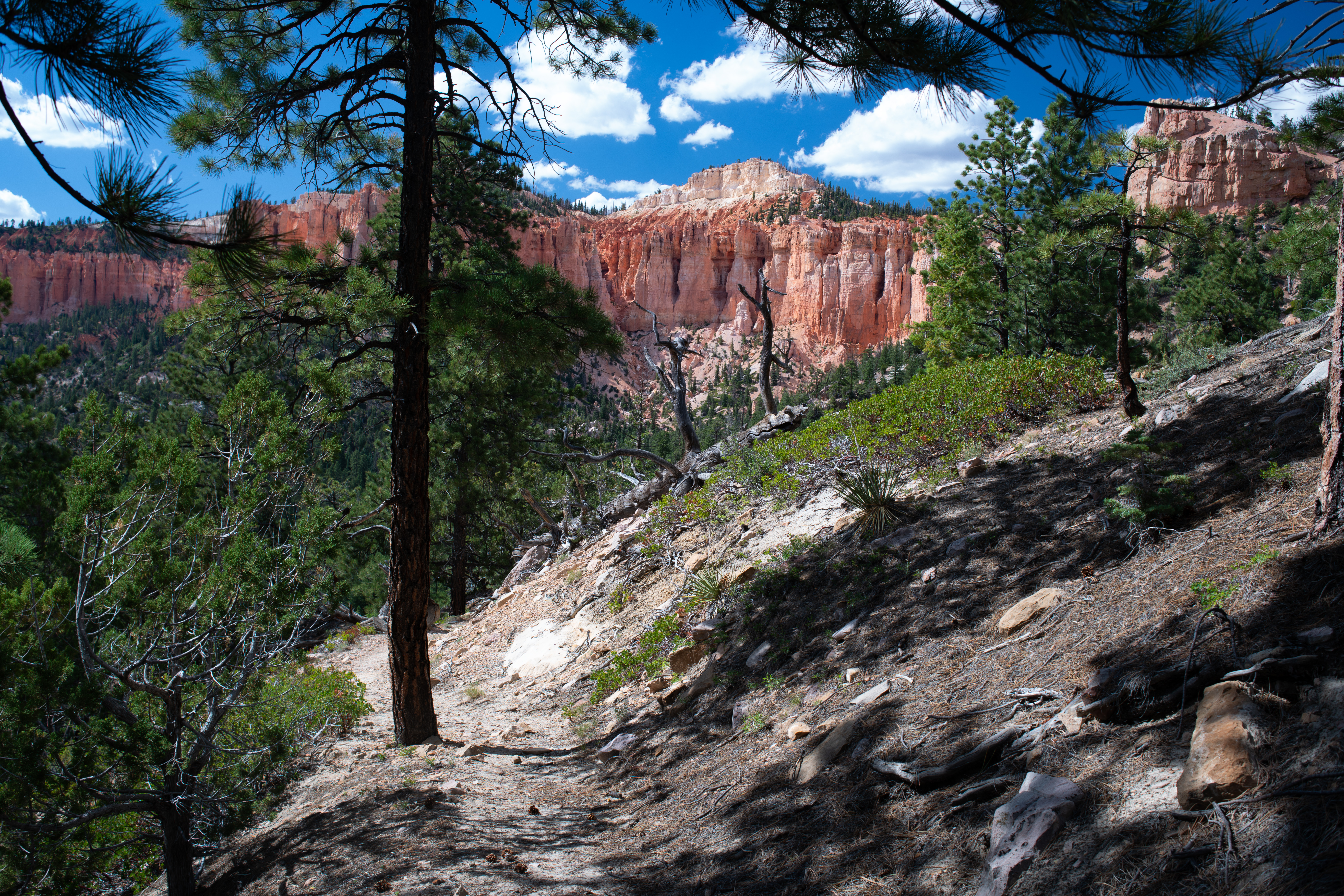 Riggs Spring Loop Trailhead at Yovimpa