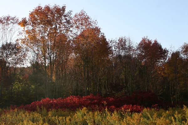 Fall colors of red, orange, and gold ignite the low laying area around Pinhook Bog.