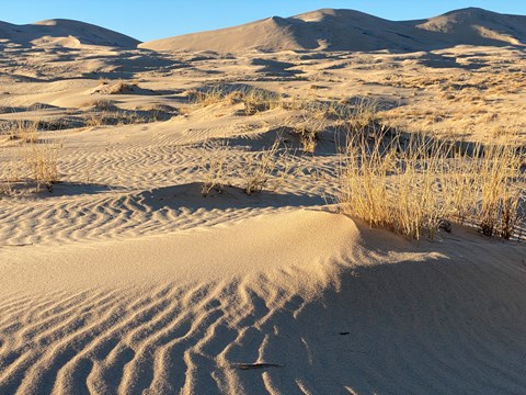 Ripples and vegetation in the sand during evening light