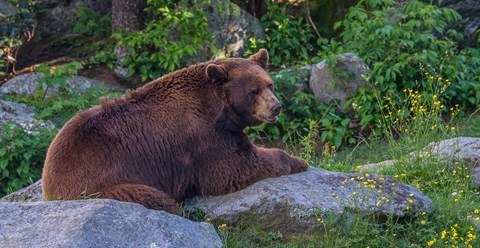 A black bear sitting on boulders surrounded by small, yellow wildflowers and green vegetation