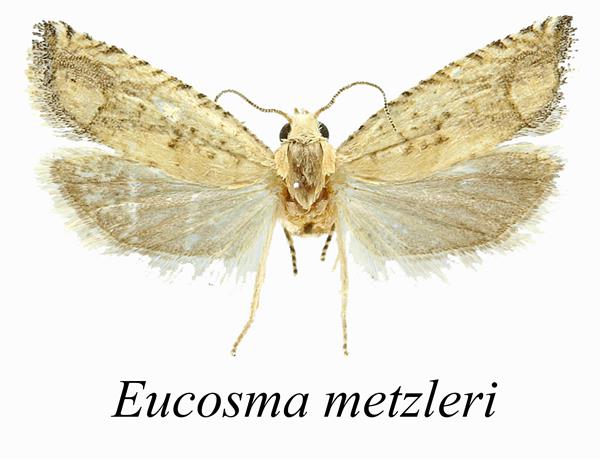 Light yellow moth with dark markings on white background