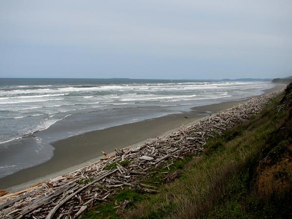 A beach stretches into the distance, white surf gently lapping at its sands and driftwood.
