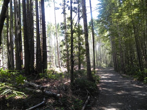 An old gravel road through a forest