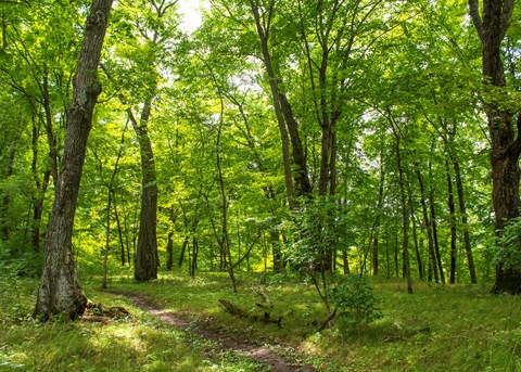 Trail through oak and maple forest