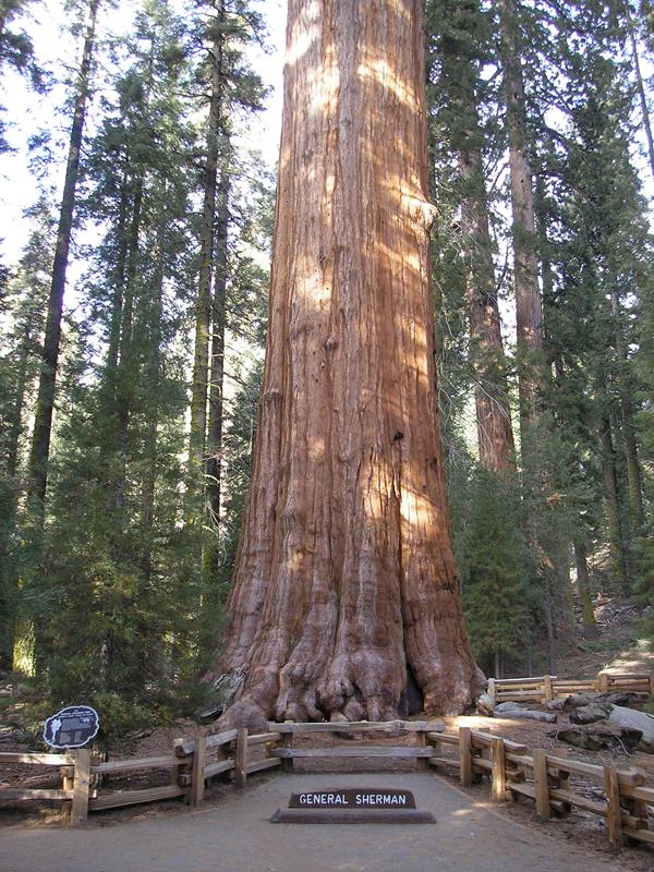 The General Sherman Tree. NPS Photo