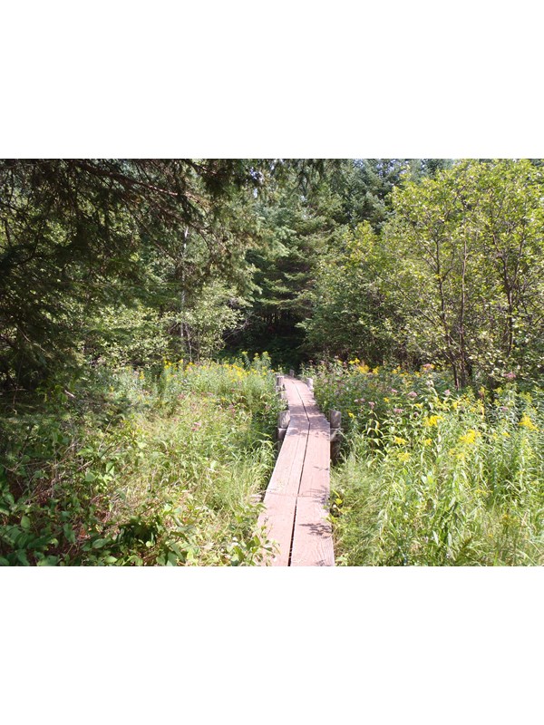 Wildflowers surround a plank bridge a part of a trail in the forest.