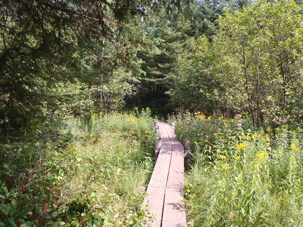 Wildflowers surround a plank bridge a part of a trail in the forest.