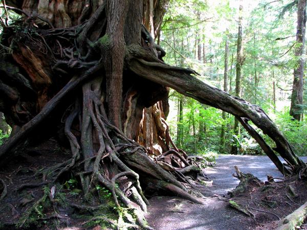 The exposed roots of a massive tree