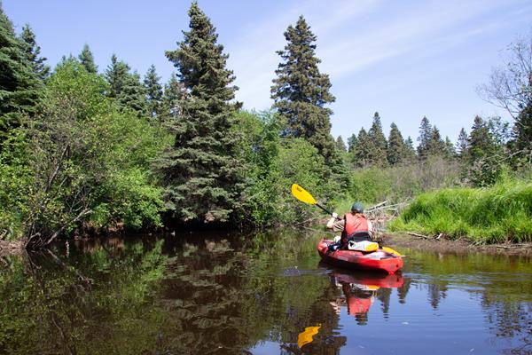 A person kayaks in a creek surrounded by forest.