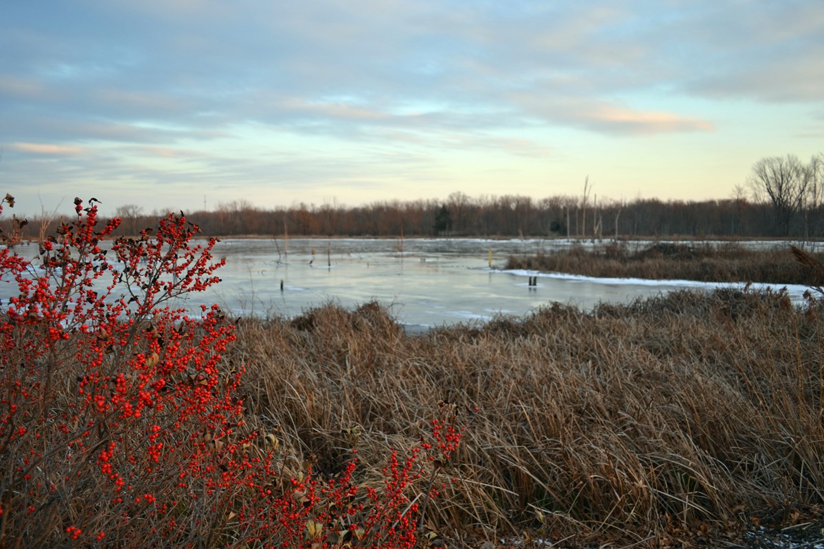 The Great Marsh in winter, with frozen water surrounded by brown grass.