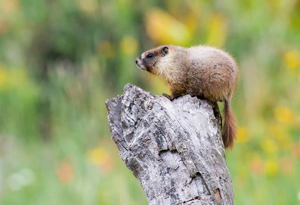 Marmot. Photo by Donald Quintana