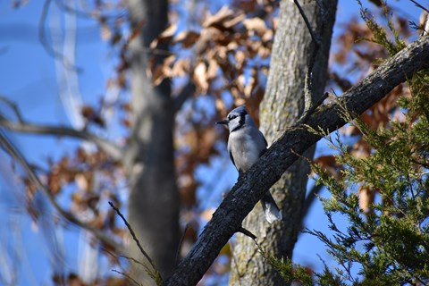 A blue jay perches on a tree branch and looks left. White feathers on its face glow in the sunlight.
