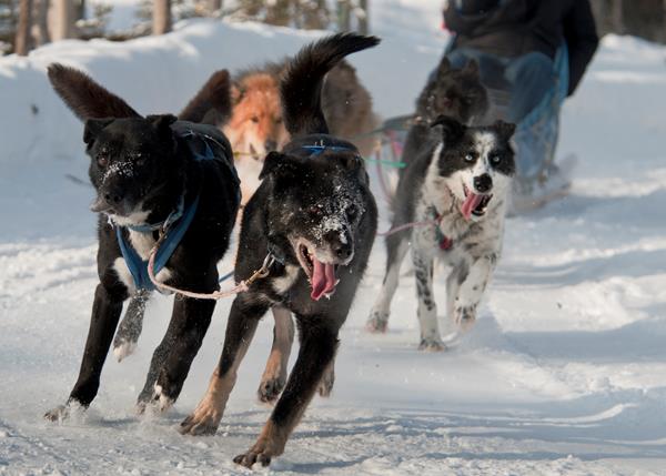 a team of dogs pulling a sled