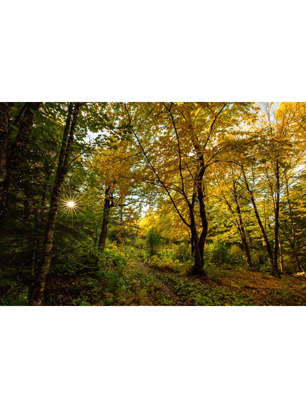 A trail weaves through a forest during the fall as the sun peaks through the trees.