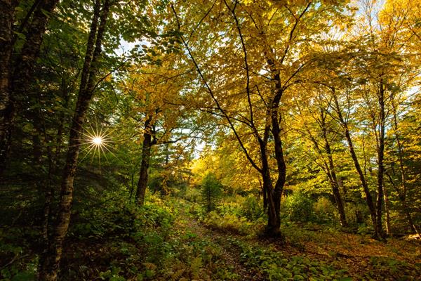 A trail weaves through a forest during the fall as the sun peaks through the trees.