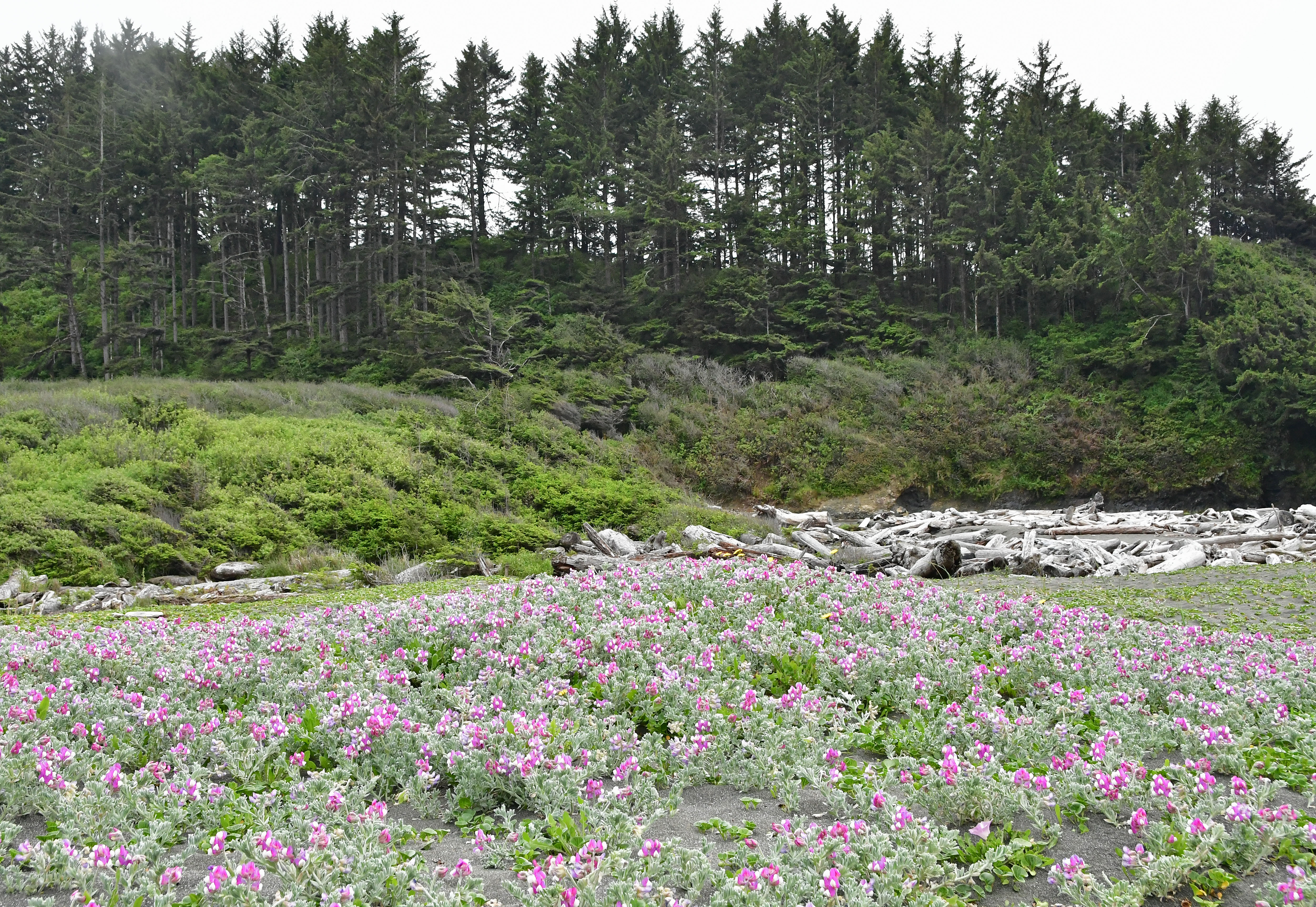 Yurok Loop Trail