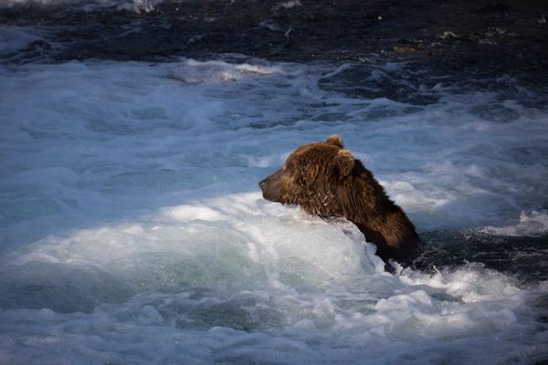 A bear head above white, frothy water