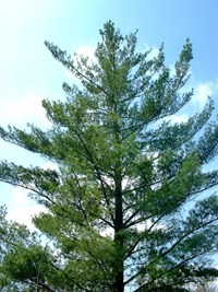 Eastern White Pine (Pinus strobus) thumbnail image