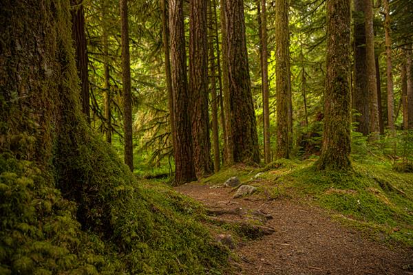A sun dirt trail among tall trees and sun dappled moss