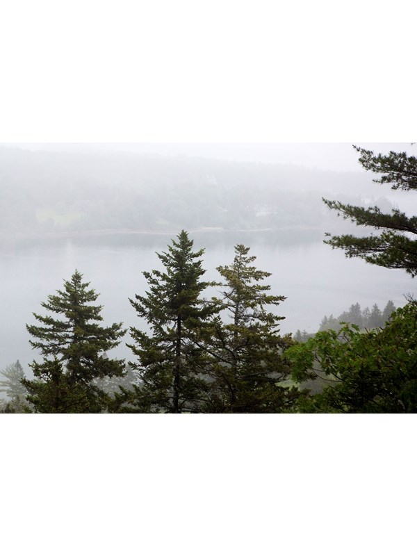a large falcon with pointed wings flying