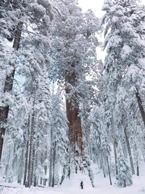 A person is dwarfed under an immense sequoia tree. The ground and tree branches are covered in snow.