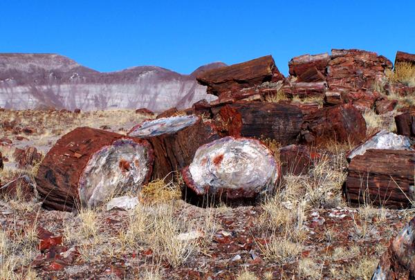 Brightly colored petrified wood with gray badlands in background